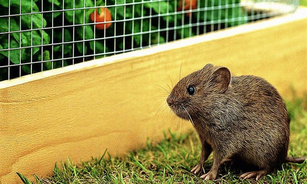 Impact of Backyard Fruit Trees on Rodent Problems in Winter Garden