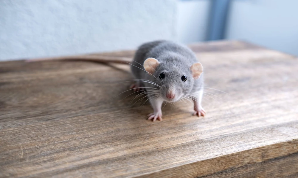 Helpful Fall Chores That Can Make a Home Less Attractive to Rodents
